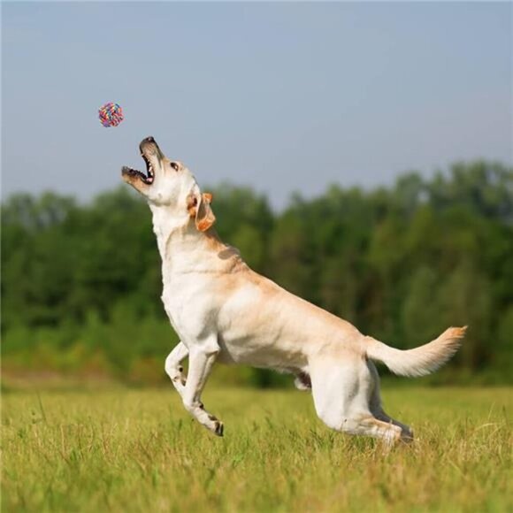 Pet Dog Chew Toys for Chewers, 8 pack Interactive Washable - Picture 3 of 5